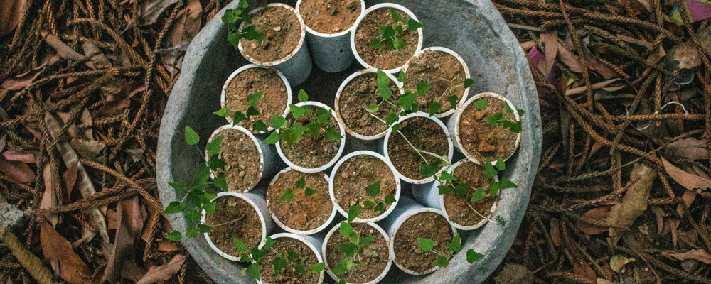 How Many Trees Have We Planted So Far? A Look at Our Growing Impact