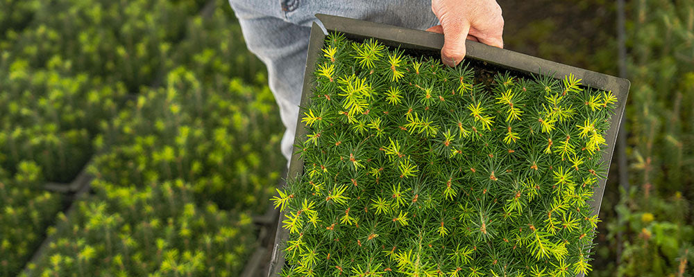 What If Every Purchase Planted a Tree?