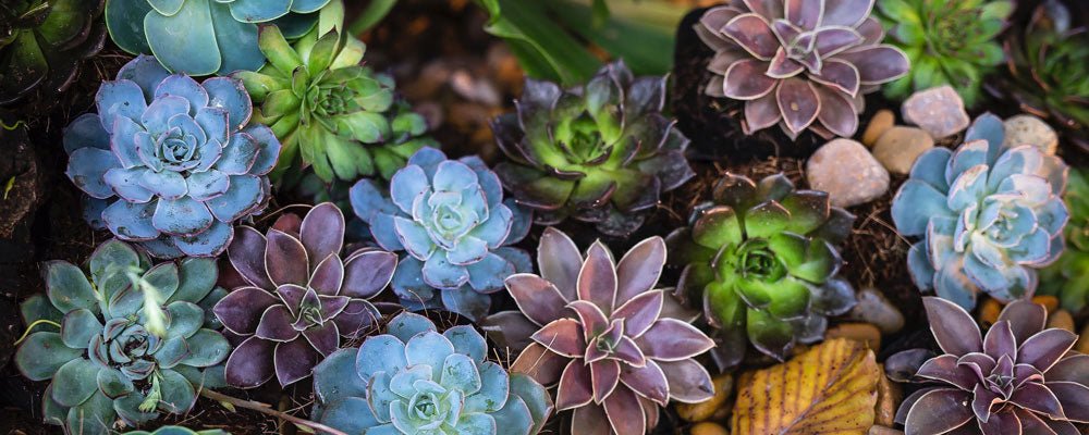 Succulents: The Coolest, Low-Care Trend in Gardening - We are kind - by Cromatiko