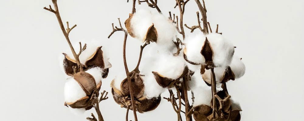 The Benefits of Organic Cotton vs. Conventional Cotton - We are kind - by Cromatiko