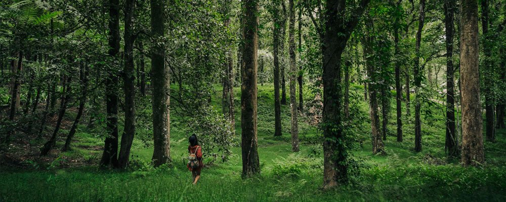The Healing Power of Forest Bathing - We are kind - by Cromatiko