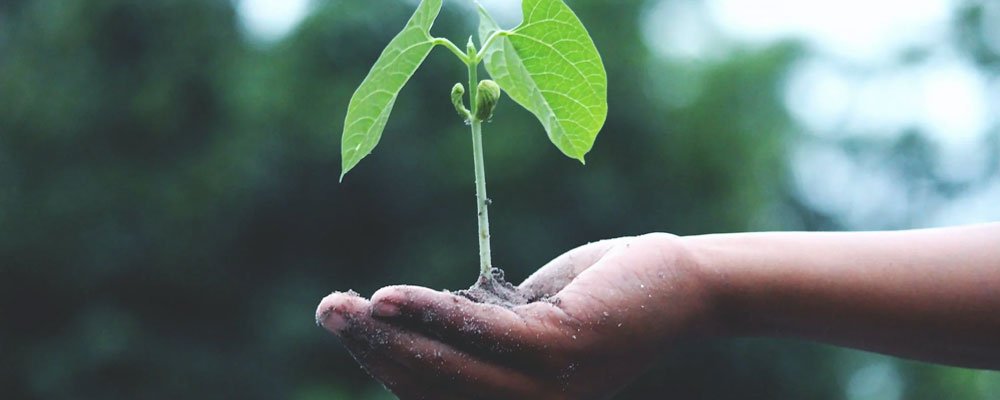 The Mighty Impact of Planting Trees: Five Key Benefits - We are kind - by Cromatiko
